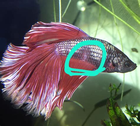 betta fish white spots